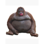 return to monke!
