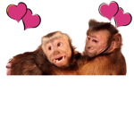 Jacks Monkey Crew