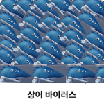 상어 바이러스