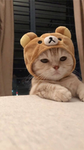 Catgurl