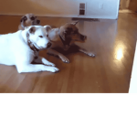 Izzy's dogs