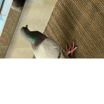 “ThE rAtS”