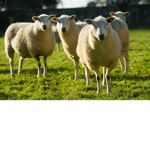 Milk Sheep Studios