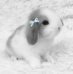 *Kawaii* *Krew*