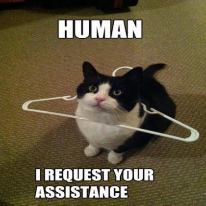 Funny Cat Meme