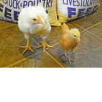 chicken small but big