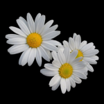 - Daisies!