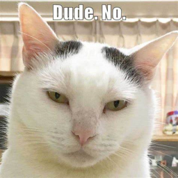 CAT CAT CAT CAT CAT CAT CAT CAT