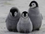 Penguin club!?!?