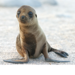 Sea Lion Studios