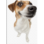 Doggy mama Group