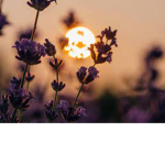 ||gorgeous nature||