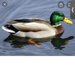 The thick ducklings