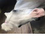 Summer stables