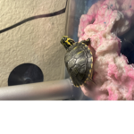 T For turtle club
