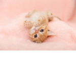 cats is the best pets ever