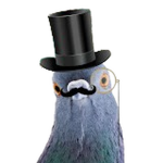 Pigeon Miam Studio
