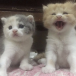 maow