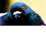 Pigeonism