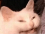 XxGabiThecatxX fan Group