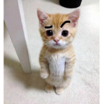 - pookies -