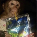 Monkey squad_hehe