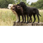 Doggo Go Woof Woof Woof