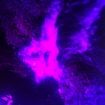 Xane_