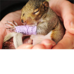 Adorable Baby Squirrel Gets a Tiny Purple Cast