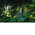 rainforest<3
