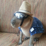 .Capybara’s United.