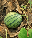 WATERMELON STUDIOS hi