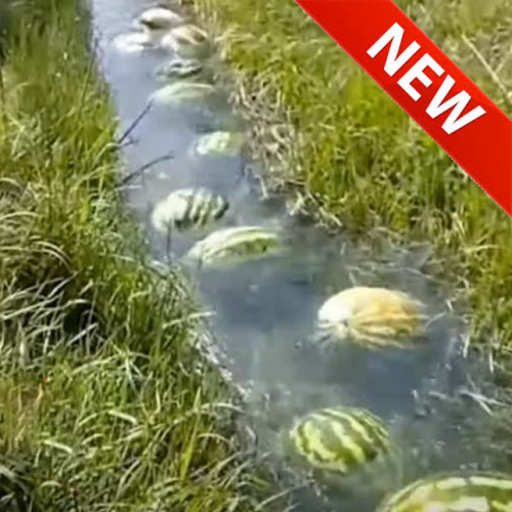 melon river tycoon *QUESTS* official Roblox game thumbnail