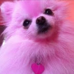 Pink Pomeranian Fan Club!!