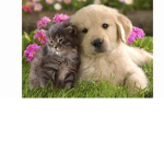 Hands for Paws