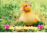 Fabulous ducklings