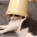BUCKET ARMY!!