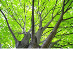Save trees