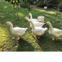 ｡･:*:･ﾟ