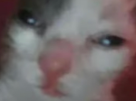 Chipmuck