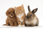 bunny_kitty_puppy