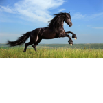 COOL HORSES!!