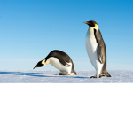 The Antarctician Penguin Army