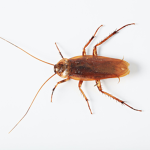 Cockroaches in the wall