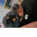 Shadow The Dog
