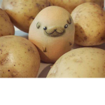 Pugtato group
