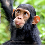 Official Chimp Army