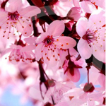 Blossom squad~