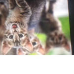 Kittys are 4 u