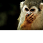 Monkeys 4 life!